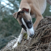 Photo de Whippet