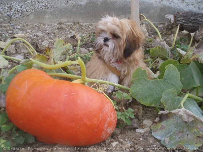 Photo de Shih tzu