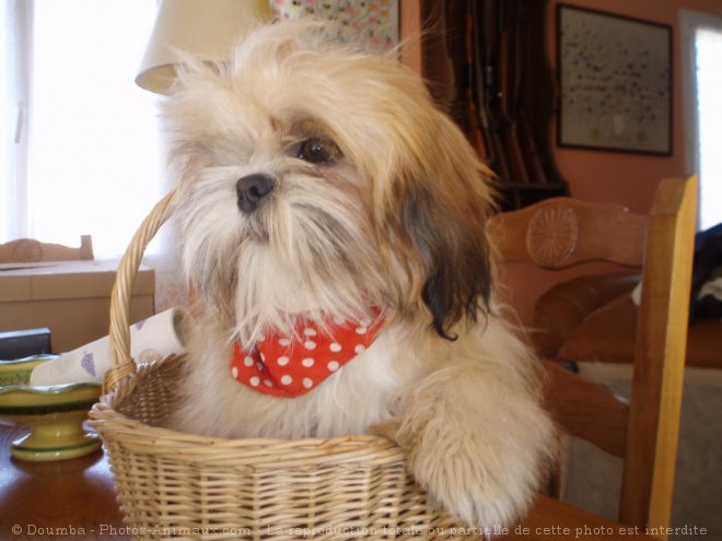 Photo de Shih tzu