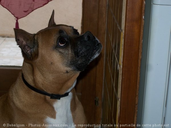 Photo de Boxer