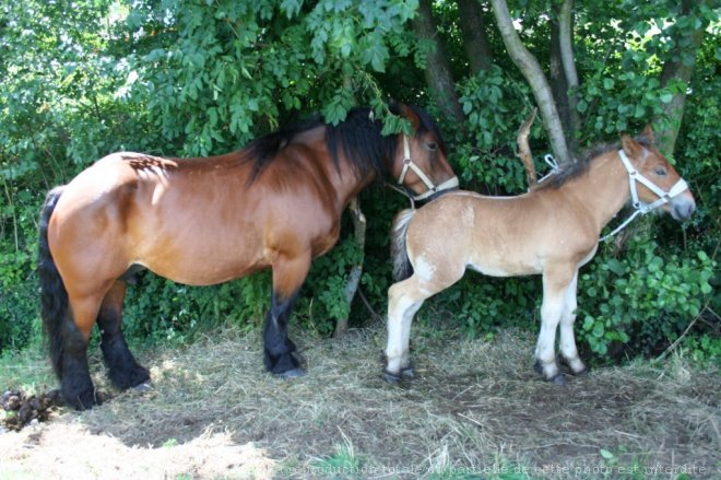 Photo d'Ardennais