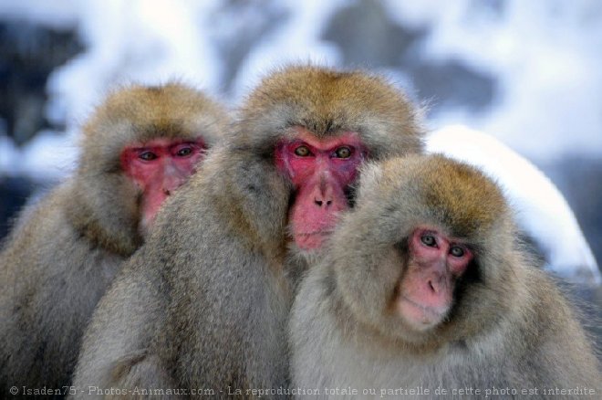 Photo de Singe - macaque