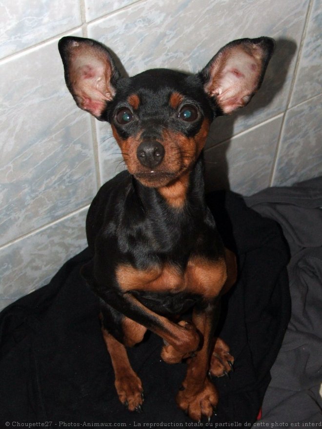 Photo de Pinscher nain