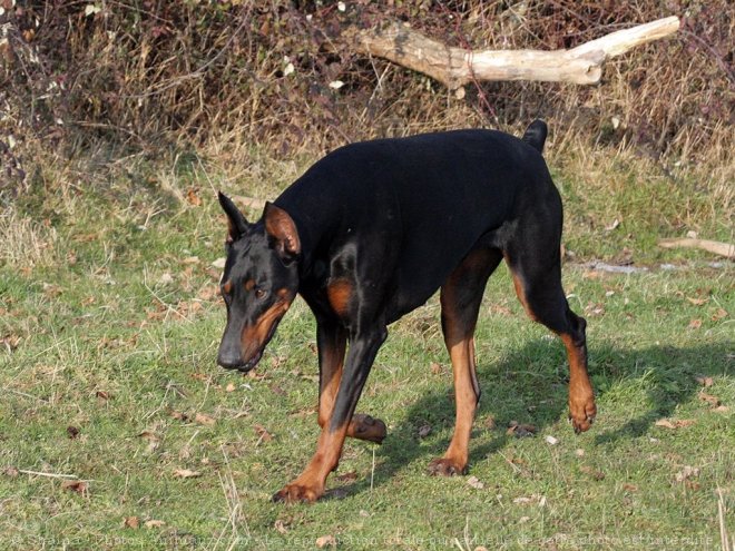 Photo de Dobermann