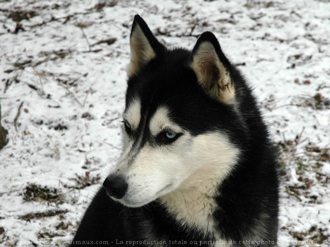 Photo de Husky siberien