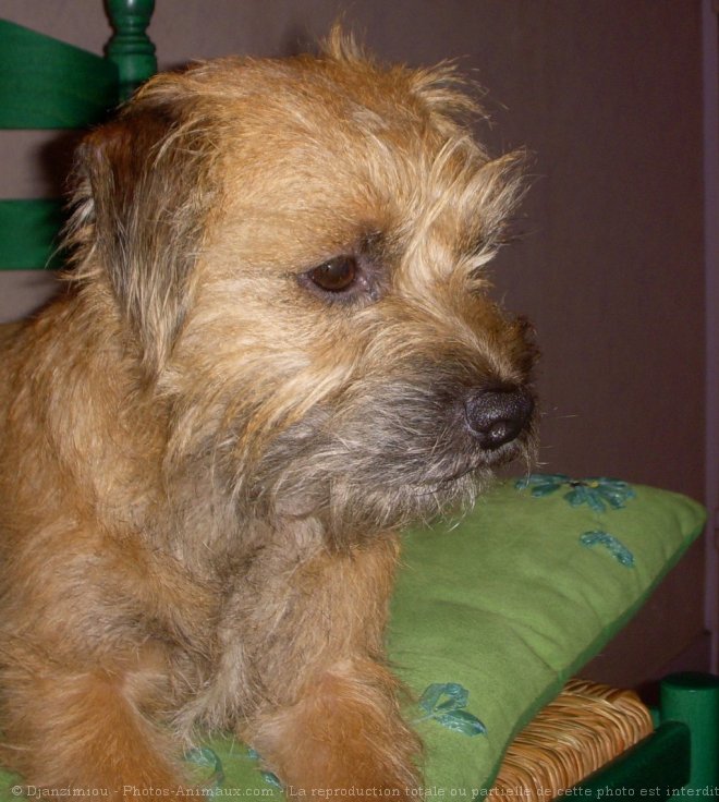 Photo de Border terrier