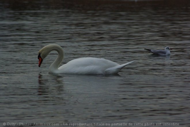 Photo de Cygne