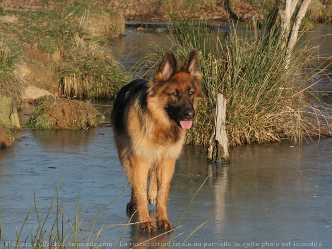 Photo de Berger allemand  poil court