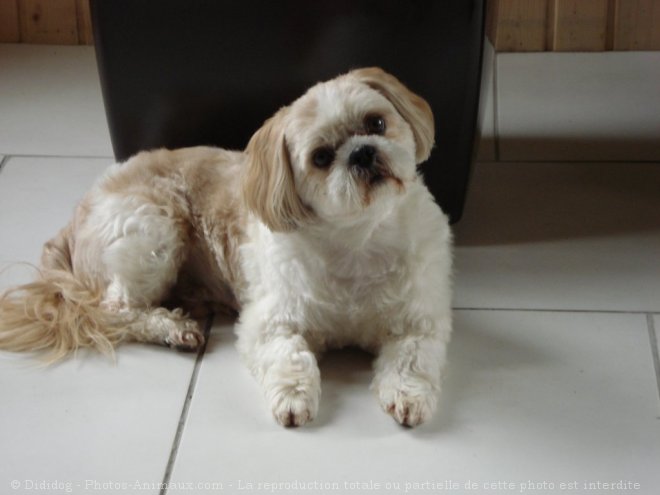 Photo de Shih tzu