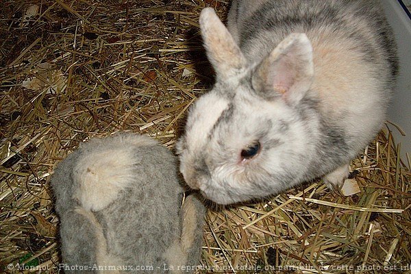 Photo de Lapin