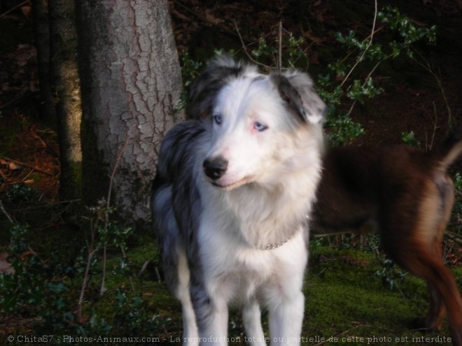 Photo de Border collie