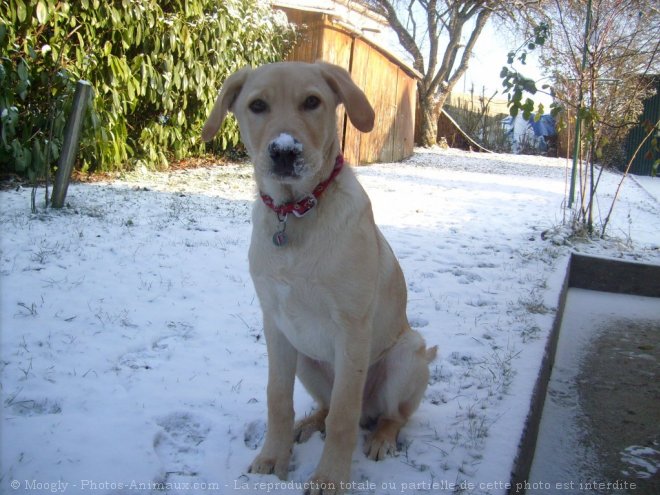 Photo de Labrador retriever