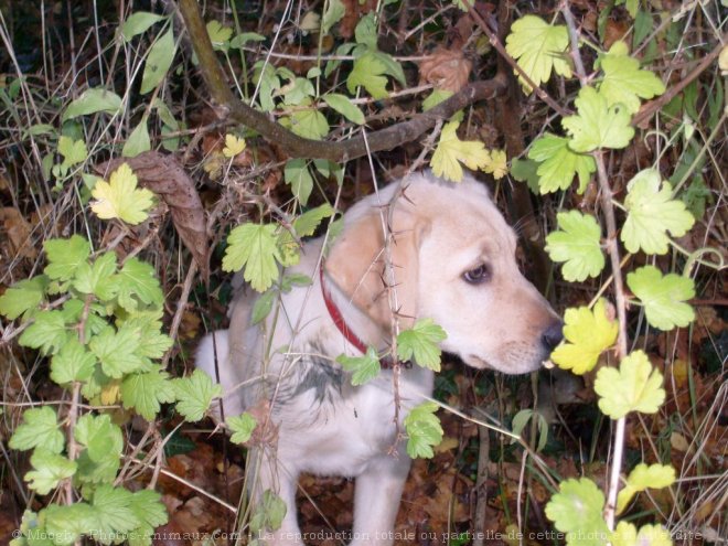 Photo de Labrador retriever