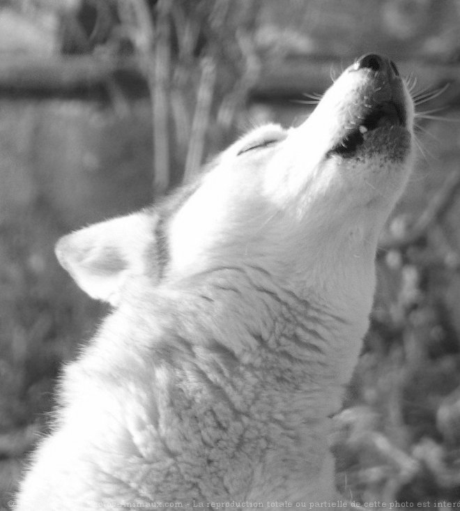 Photo de Husky siberien