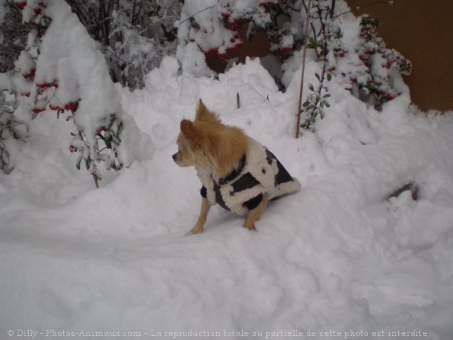 Photo de Chihuahua  poil long