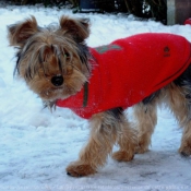 Photo de Yorkshire terrier