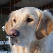 Photo de Golden retriever