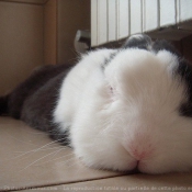 Photo de Lapin