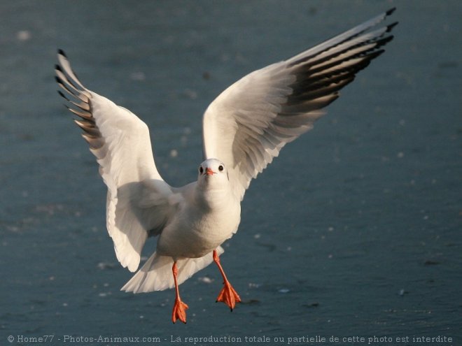 Photo de Mouette