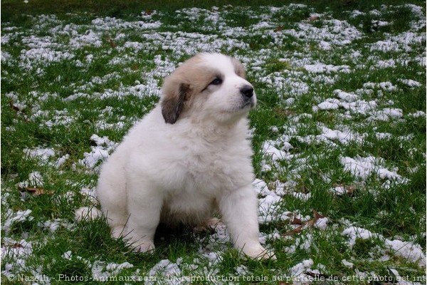 Photo de Chien de montagne des pyrnes