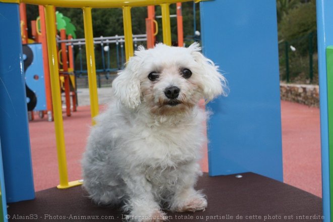 Photo de Bichon maltais