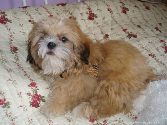 Photo de Shih tzu