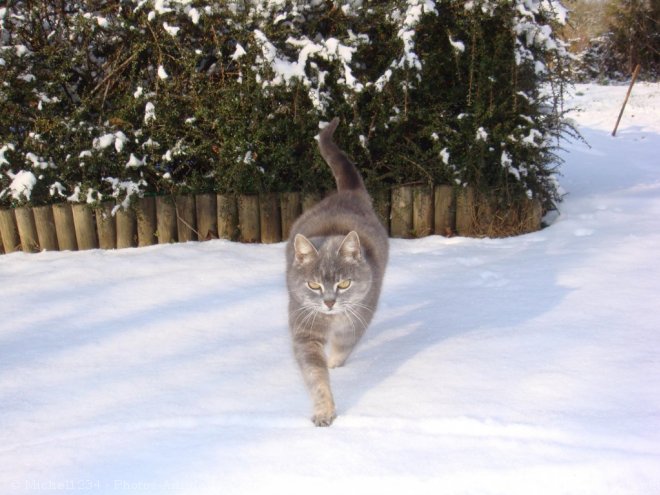 Photo de Chartreux