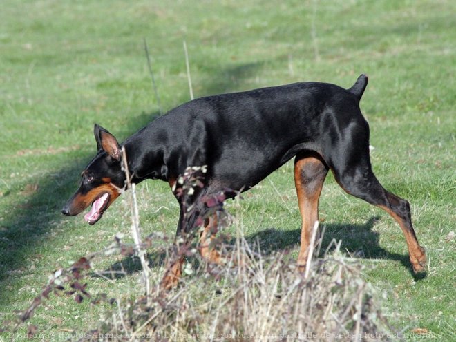 Photo de Dobermann