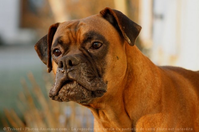 Photo de Boxer