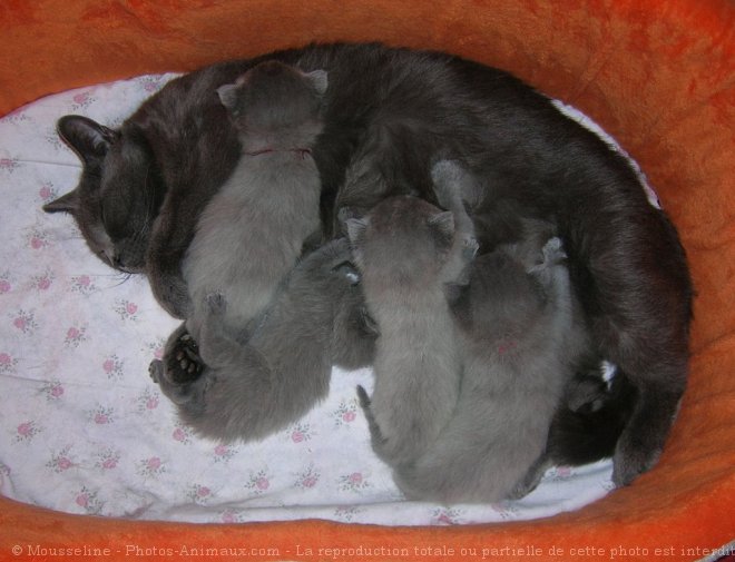 Photo de Chartreux