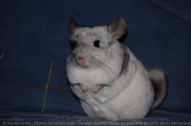 Photo de Chinchilla