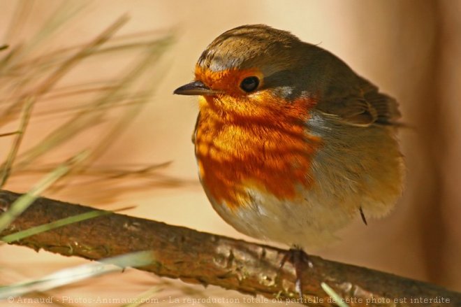 Photo de Rouge gorge