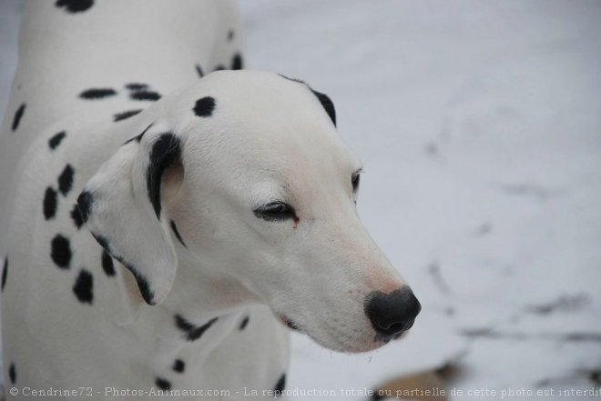 Photo de Dalmatien