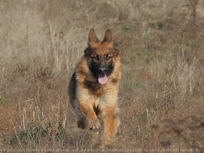 Photo de Berger allemand  poil court