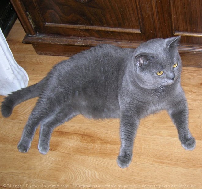 Photo de Chartreux