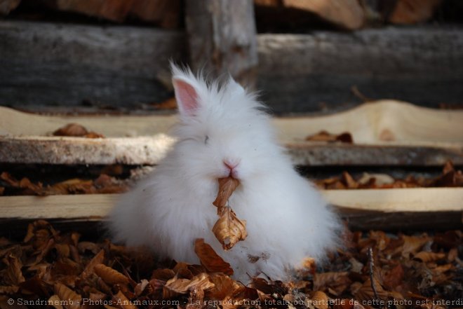 Photo de Lapin