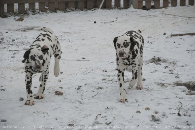 Photo de Dalmatien