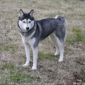 Photo de Husky siberien