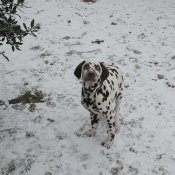 Photo de Dalmatien