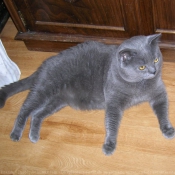 Photo de Chartreux