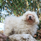 Photo de Bichon maltais