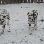 Photo de Dalmatien