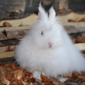 Photo de Lapin