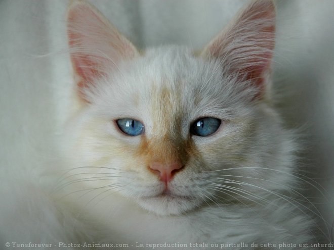 Photo de Sacr de birmanie