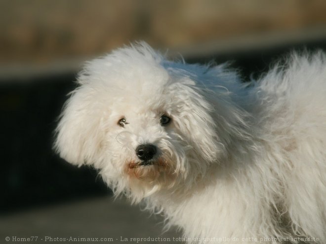 Photo de Bichon  poil fris