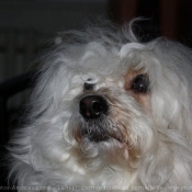 Photo de Coton de tulear