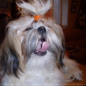 Photo de Shih tzu