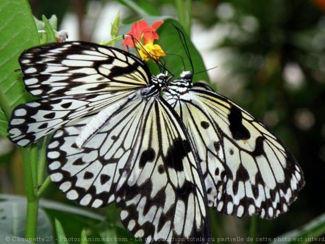 Photo de Papillon