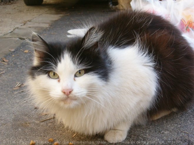 Photo de Chat domestique