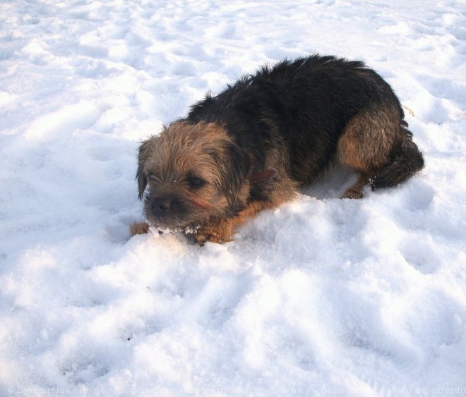 Photo de Border terrier